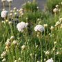 Engels gras wit detail